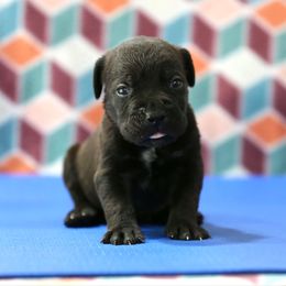 Dark Blue - Black male Cane Corso puppy in Lusby, Maryland from Coastal View Kennels
