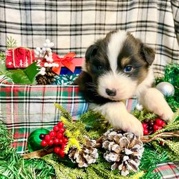 Rudolf - Black tri-color male Australian Shepherd puppy in Kentland, Indiana from Pine Grove Aussies