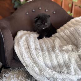 Thomas - Black male Pomeranian puppy in Harrisonville, Missouri from Cindy's Pomeranians