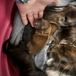 Dachshund All Grown Up from Always Darling Dachshunds
