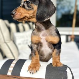 Dachshund Puppies from Weenie Bros