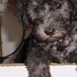 Bedlington Terriers from Elante Bedlingtons