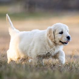Girl 1 - Light golden female Golden Retriever puppy in Waco, Texas from Coconut Cream Goldens