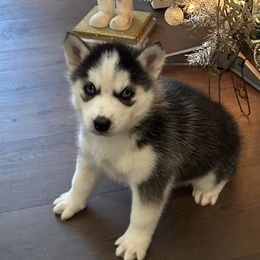 Nicky - Black and white female Siberian Husky puppy in Summerville, South Carolina from Carolina Husky Lodge