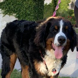 Bordie - Bernese Mountain Dog
