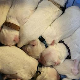 Female 3rd pick of M litter in honor of my Mother - Light golden female Golden Retriever puppy in Fithian, Illinois from LOMAH Retrievers