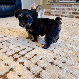 Belle - Black and tan female Yorkshire Terrier puppy in Blackfoot, Idaho from Top Knot Yorkies of Idaho