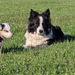 Border Collies from C & M Border Collies