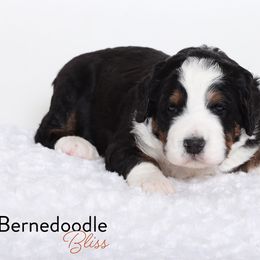 Bernedoodle Puppies from Bernedoodle Bliss
