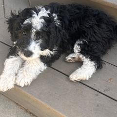 Beau - male Australian Mountain Doodle puppy in Lincoln, Nebraska from GRand Doodles