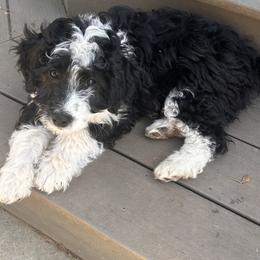 Beau - male Australian Mountain Doodle puppy in Lincoln, Nebraska from GRand Doodles