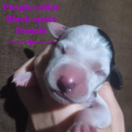 Ditto (Purple collar) - White and black female Dalmatian puppy in Raymondville, Missouri from Wagner's Dalmatian's