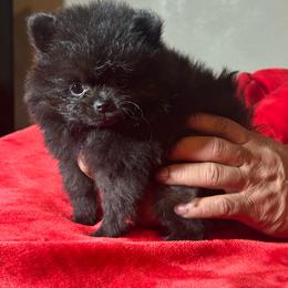 Sam - Black male Pomeranian puppy in Kansas City, Missouri from S&K Pomeranians