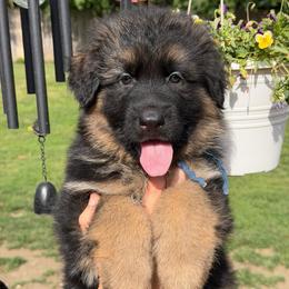 Dallas - Black and red male German Shepherd puppy in Harvard, Illinois from Aus Dem Meer German Shepherds