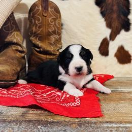 'Calliope' - Black tri-color female Australian Shepherd puppy in Durand, Wisconsin from Larson’s Legacy Aussome Aussie Kennels