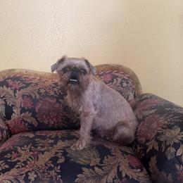 Cookie - Brussels Griffon
