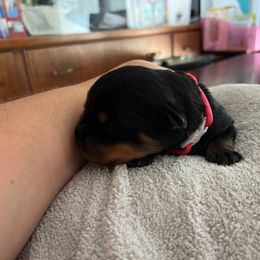 Rottweiler Puppies from Thistle Wild Rottweilers
