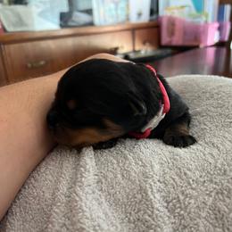 Rottweiler Puppies from Thistle Wild Rottweilers