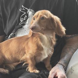 Poppy - Dachshund