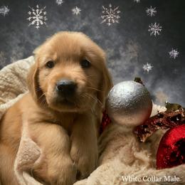 Golden Retriever Puppies from Studley Hill Goldens, LLC.