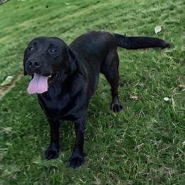 Sadie - Labrador Retriever