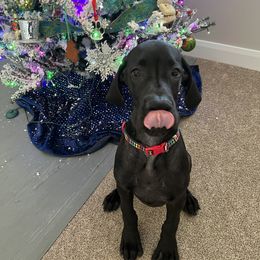 Great Dane Puppies from Dragon House Danes
