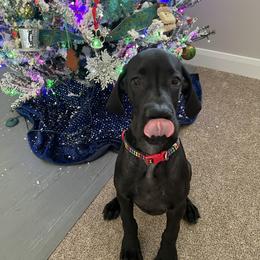 Great Dane Puppies from Dragon House Danes