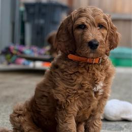 Jack Skeleton - de Orange collar - Apricot male Goldendoodle puppy in Puyallup, Washington from Dawnie’s Doodles
