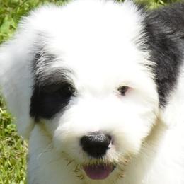 Boy 5 - Black and white male Old English Sheepdog puppy in Missouri from Roland Hills Farm