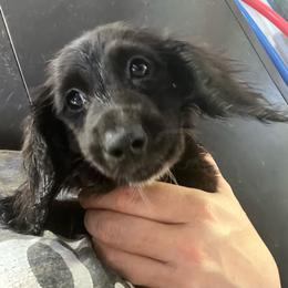 Nicole girl 2 - Black female Dachshund puppy in Bigfork, Minnesota from Dachshunds Up North