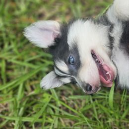 Yellow - Blue male Pomsky puppy in Franklinton, Louisiana from VooDoux Farms