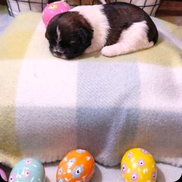 Plum - Brindle and white female Shih Tzu puppy in North Carolina from WillowCreek Mountain View Shih Tzu
