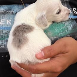 Freddy - Piebald male Dachshund puppy in Jarales, New Mexico from Poker Paws Dachshunds