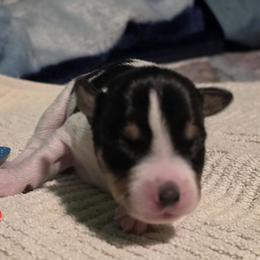 He's going to a wonderful companion. - White black and tan male Rat Terrier puppy in Divide, Colorado from Outlaw Farm and Kennel
