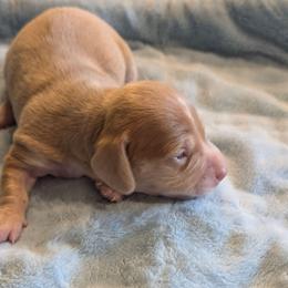 Grayson - Gray (blue) male Dachshund puppy in Marshall, Texas from Wilson's Kennels