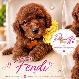 Fendi - Apricot female Goldendoodle puppy in Spring Lake, North Carolina from Pawriffic Pups