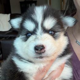 Dash - Black and white male Pomsky puppy in Mc Minnville, Oregon from West Coast Pomskies