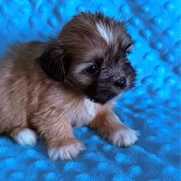 Girl 2 - Brindle female Shih Tzu puppy in Florida from Shih tzus and Shorkies Galore