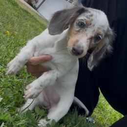 Jade - Dapple female Dachshund puppy in Moreno Valley, California from rdachshunds