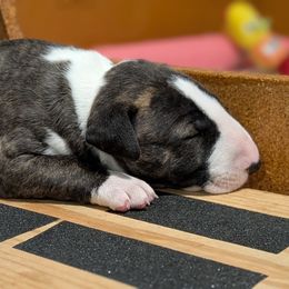 Bulls On Parade Root-Ah-Baby - Brindle and white female Bull Terrier puppy in Jacksonville, Florida from Bulls On Parade