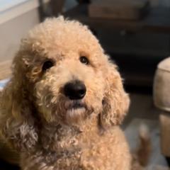 Milo - Goldendoodle