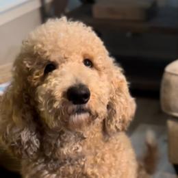 Milo - Goldendoodle