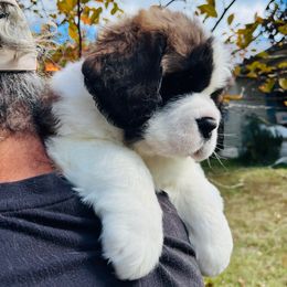 Lime Green Collar - Mahogany and white female Saint Bernard puppy in Double Springs, Alabama from St Bernard Kingdom, LLC