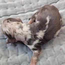 Galaxy - Dapple female Dachshund puppy in Box Elder, South Dakota from Bee Sweet Dachshunds