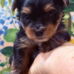 Prince l - Black and gold male Yorkshire Terrier puppy in Phoenix, Arizona from Coursey’s Yorkies