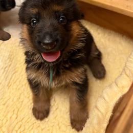 Teal Collar - Black and red female German Shepherd puppy in Micanopy, Florida from Von Bourbon Shepherds