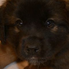 Leonberger Puppies from Rev It Up Kennel