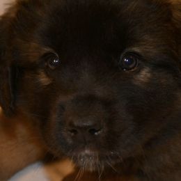 Leonberger Puppies from Rev It Up Kennel
