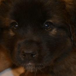 Leonberger Puppies from Rev It Up Kennel