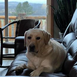 Sunny - Labrador Retriever
